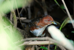 Laterallus leucopyrrhus