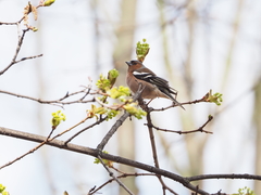 Fringilla coelebs