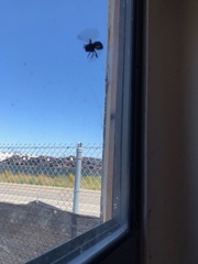 Xylocopa californica