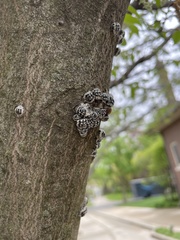 Eulecanium cerasorum