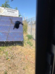 Xylocopa californica