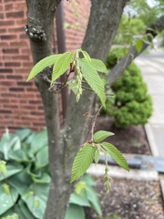 Eulecanium cerasorum