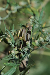 Hierodula patellifera