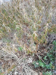 Rhododendron tomentosum