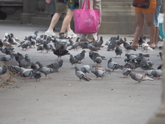 Columba livia domestica