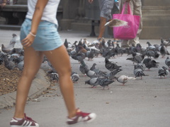 Columba livia domestica