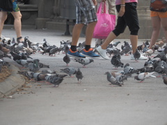 Columba livia domestica