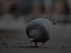 Columba livia domestica
