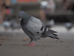 Columba livia domestica