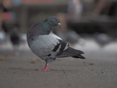 Columba livia domestica