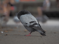 Columba livia domestica