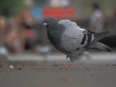 Columba livia domestica
