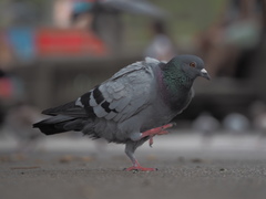 Columba livia domestica
