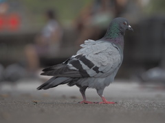 Columba livia domestica