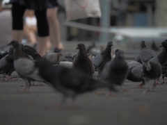 Columba livia domestica