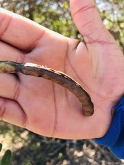 Chloroleucon mangense