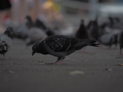 Columba livia domestica
