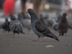 Columba livia domestica