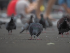 Columba livia domestica