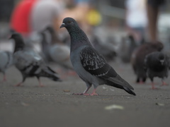 Columba livia domestica