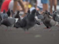Columba livia domestica