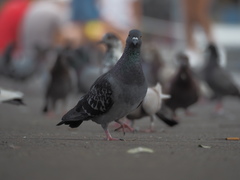Columba livia domestica