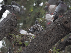 Columba livia domestica
