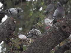 Columba livia domestica