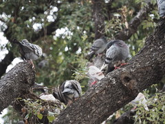 Columba livia domestica