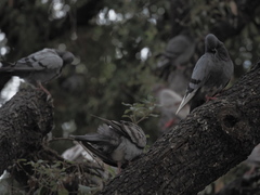 Columba livia domestica