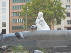 Columba livia domestica