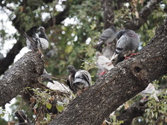 Columba livia domestica