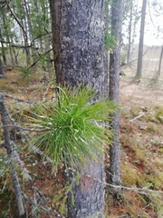 Pinus sibirica