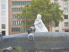 Columba livia domestica