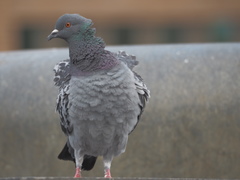Columba livia domestica