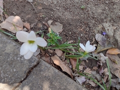 Zephyranthes miradorensis