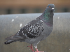 Columba livia domestica