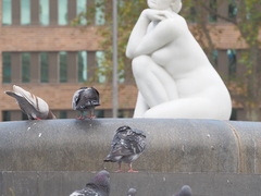 Columba livia domestica