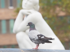 Columba livia domestica