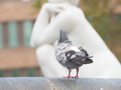 Columba livia domestica