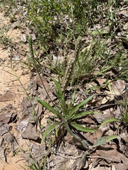 Plantago helleri