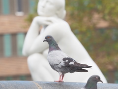 Columba livia domestica