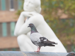 Columba livia domestica