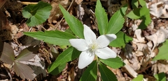 Anemonoides quinquefolia