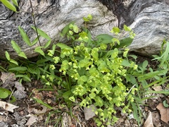 Tithymalus