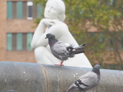 Columba livia domestica
