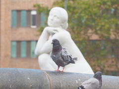 Columba livia domestica