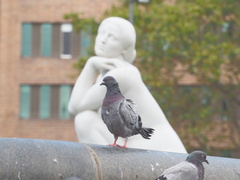 Columba livia domestica
