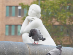 Columba livia domestica