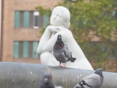 Columba livia domestica